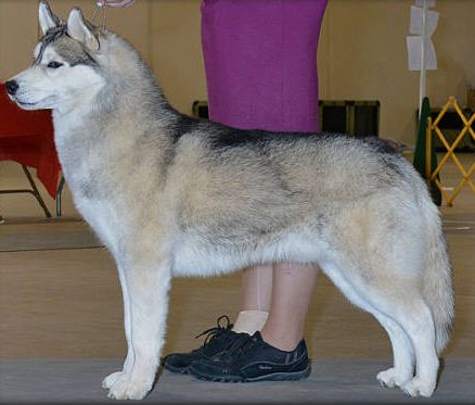 Photo of Zuska’s Magic Carpet Ride
