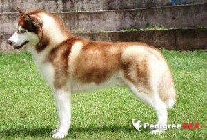 Photo of Kristari’s Dunkan Or Lancelot