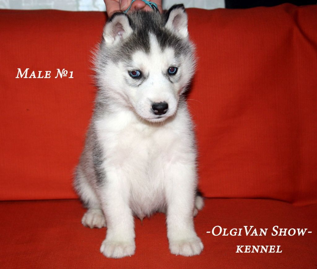 Photo of Olgivan Show Inter Winner
