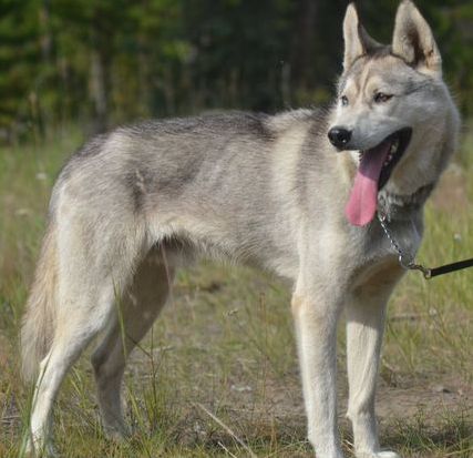 Photo of Asylum's Strait Jacket