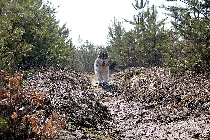 Photo of Siberian Miracle Especial