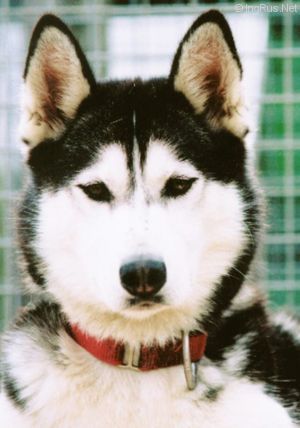 Photo of Lara-Ke’s Blackjack Of Zima