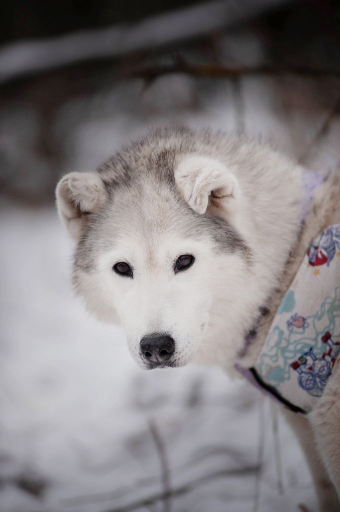Photo of Arctic Magic Love Is Forever