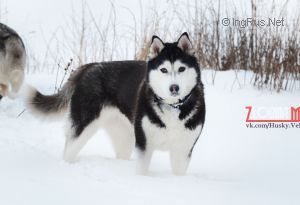 Photo of Francheska S Goluboy Zvezdy