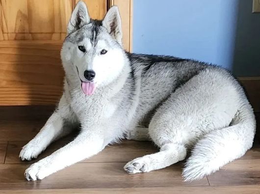 Photo of Powdermist's Sugar Hill