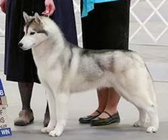 Photo of Apache Run’s Silver Bullet At IceBerg