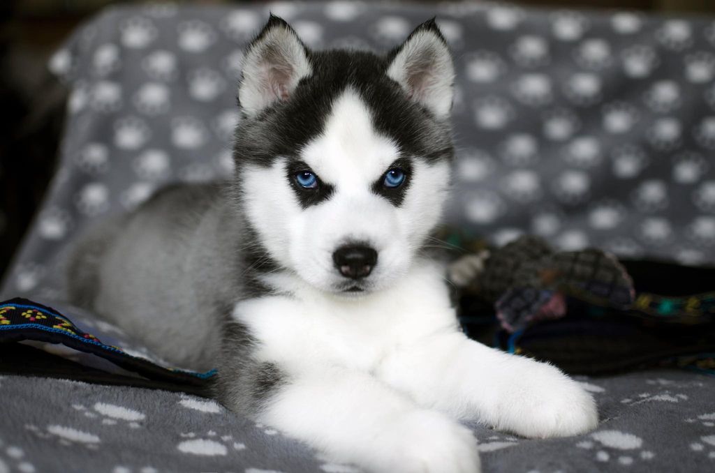 Photo of Wolf Leader Dreaming My World