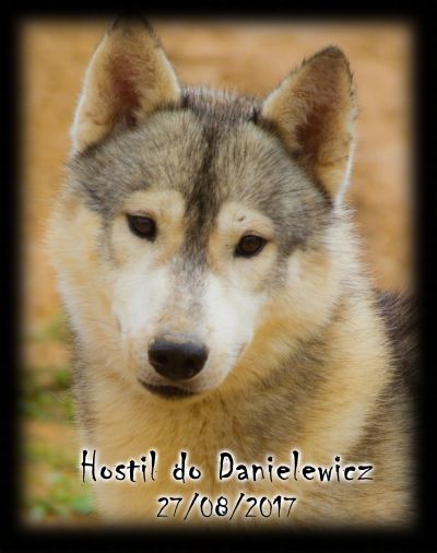 Photo of Hostil do Danielewicz