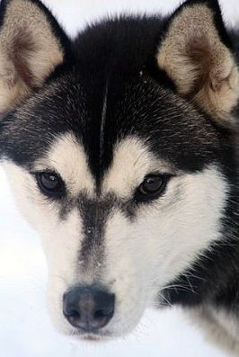 Photo of NorthWapiti’s Chibs