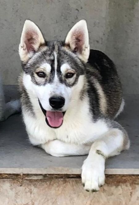 Photo of Durio's kennel E' Sandy