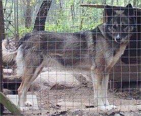 Photo of Wolf Tribe’s Honeypie