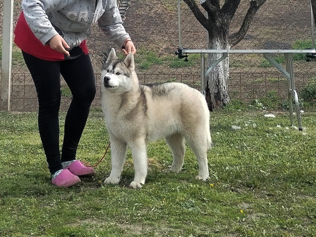 Photo of Cause He's Big Bad Wolf Angel Vision