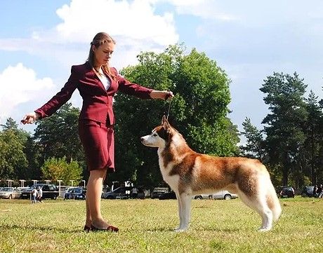 Photo of Dorati Siberians Dynamite