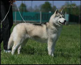 Photo of Weeppy Siberian Night Star