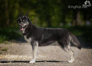 Photo of Wild In the Dark Velnio Malunas