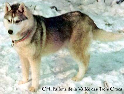 Photo of Fallon de la Vallee de Trois Crocs