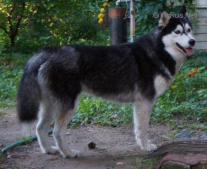 Photo of Elfina The Gentle S Goluboy Zvezdy