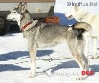Photo of Icebell’s X’Nellie