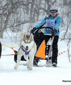 Photo of Masher Siberins Alisha