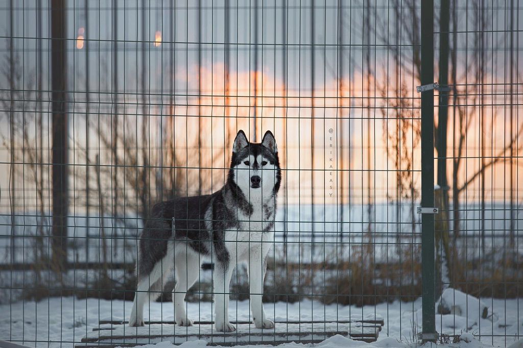 Photo of Husky Haven Floating Cloud