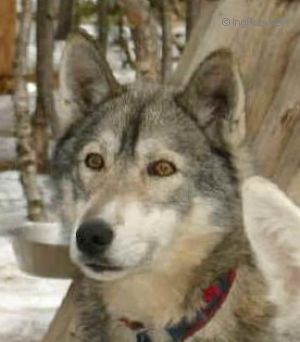 Photo of Polar Speed Uuno