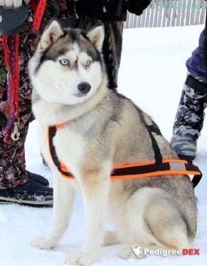 Photo of Uslada Oseni S Goluboy Zvezdy