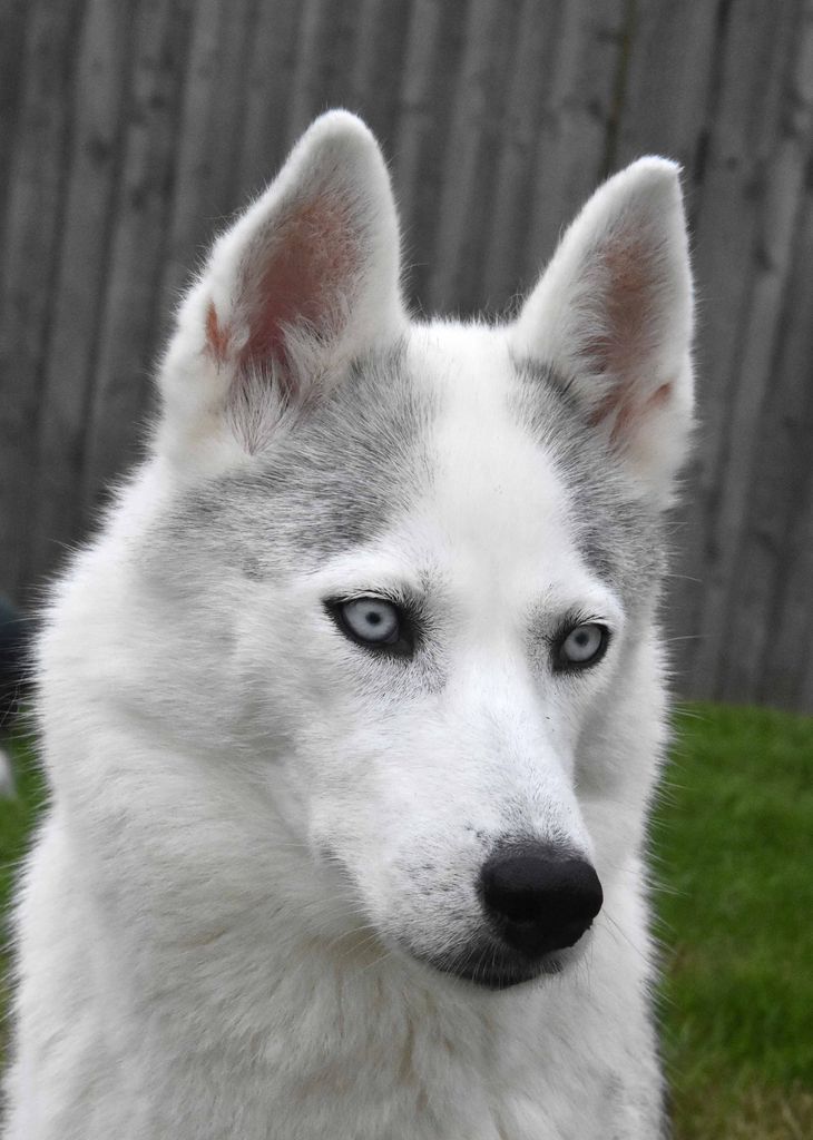 Photo of Tsaritsa's Tsassou