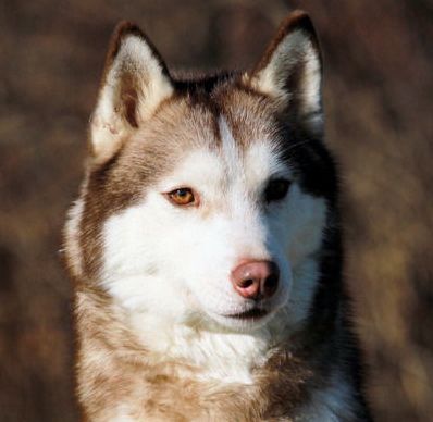 Photo of Kristari’s Butterball