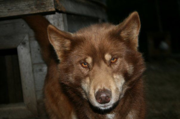 Photo of Vargteam's Embla
