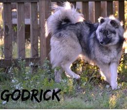 Photo of Godrick