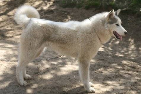 Photo of NorthWapiti's Finnegan