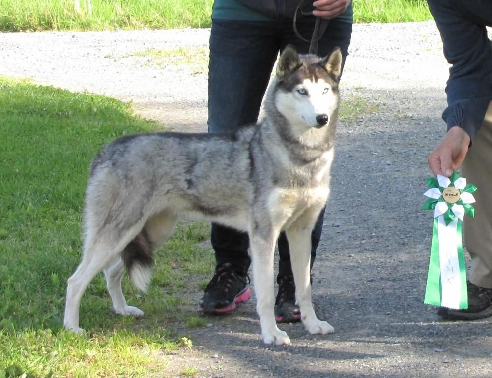 Photo of Lowlandssleddogs Freja