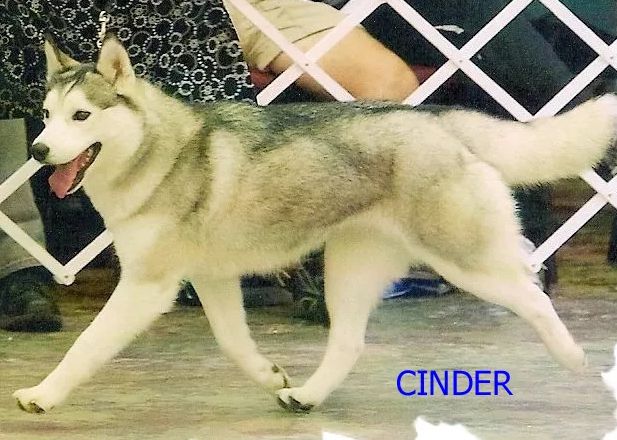 Photo of IceBerg’s Apache Cinder