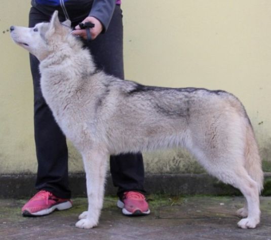 Photo of Torquemada’s Nenana Belle