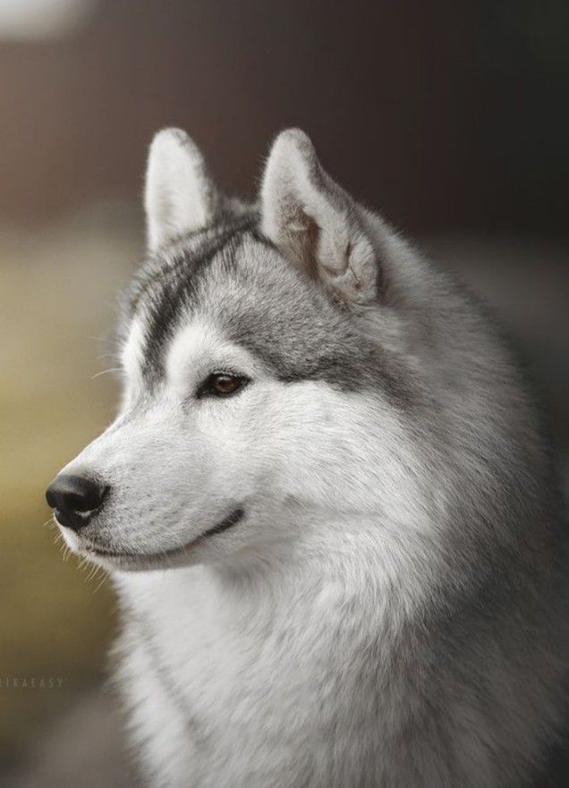 Photo of Karjalaine Generated Thunder
