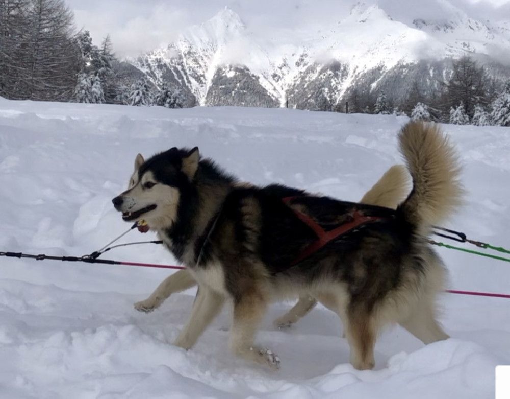Photo of Indi L'Ombra del Lupo
