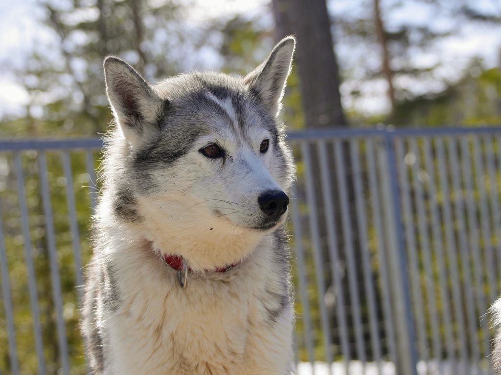 Photo of Indian Tribe Husky's Aponi