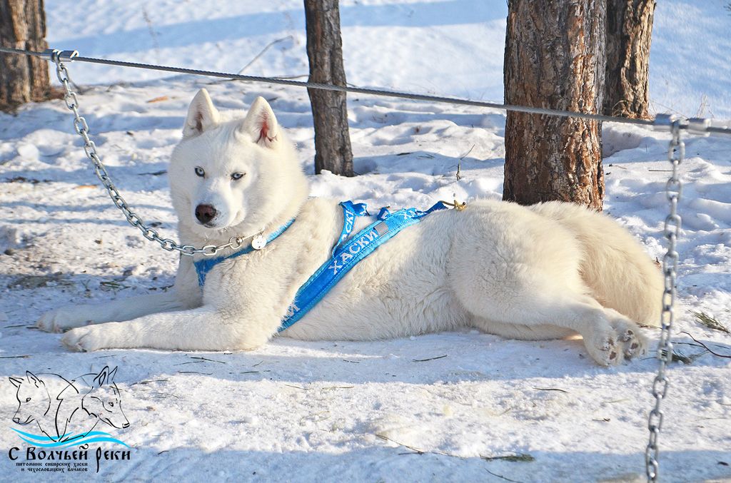 Photo of Beautyful Snow Flock Zhivica