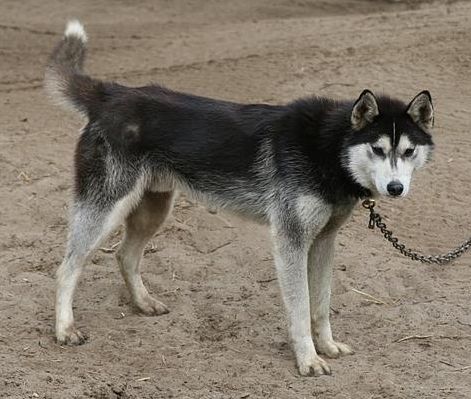Photo of NorthWapiti's Bolt