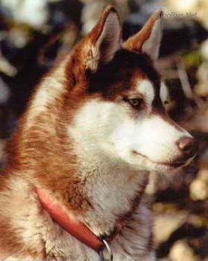 Photo of Chefornak’s Urisan
