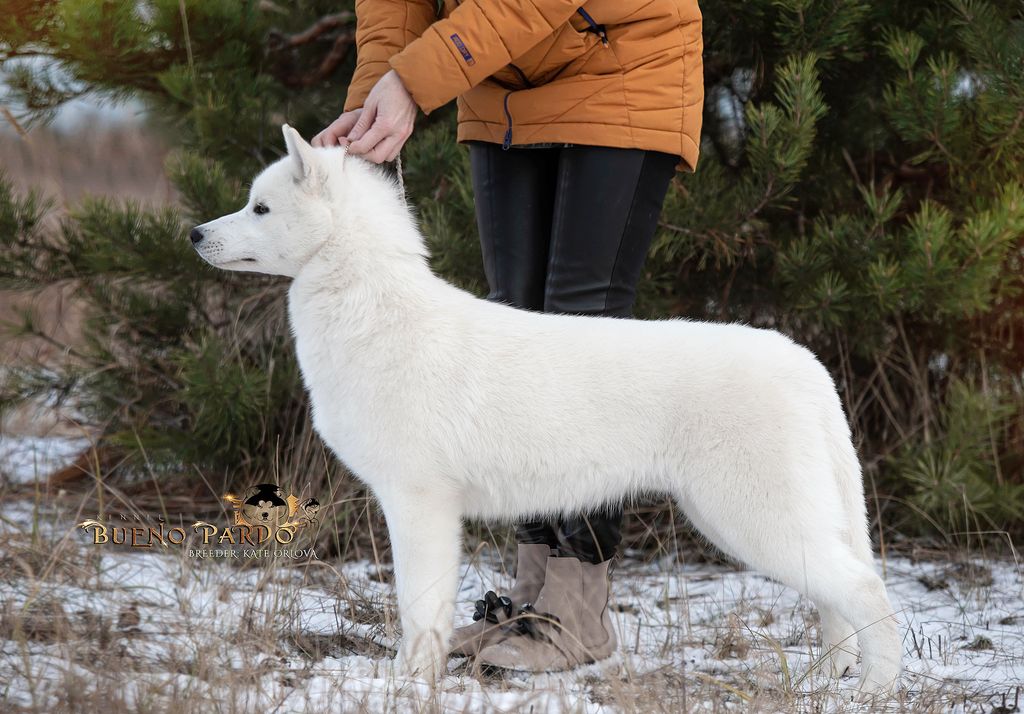 Photo of BUENO PARDO SIBERIAN POLAR BEAR