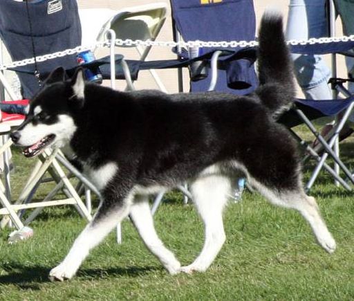 Photo of NorthWapiti’s Crunchie