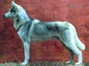Photo of Forstal’s Nikolaas