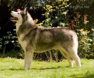Photo of Husky Haven Liz De Martino