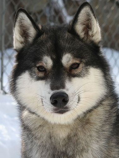 Photo of Kiana's Maximilian