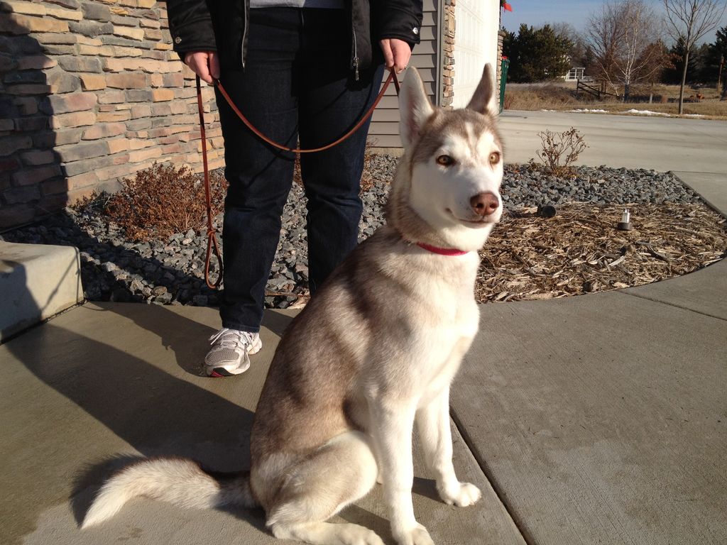 Photo of Lodgepole's Keiko