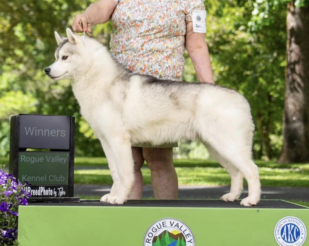 Photo of Zuska's Beeline