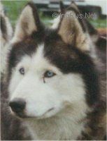 Photo of Verlaine des Wana de Ryo