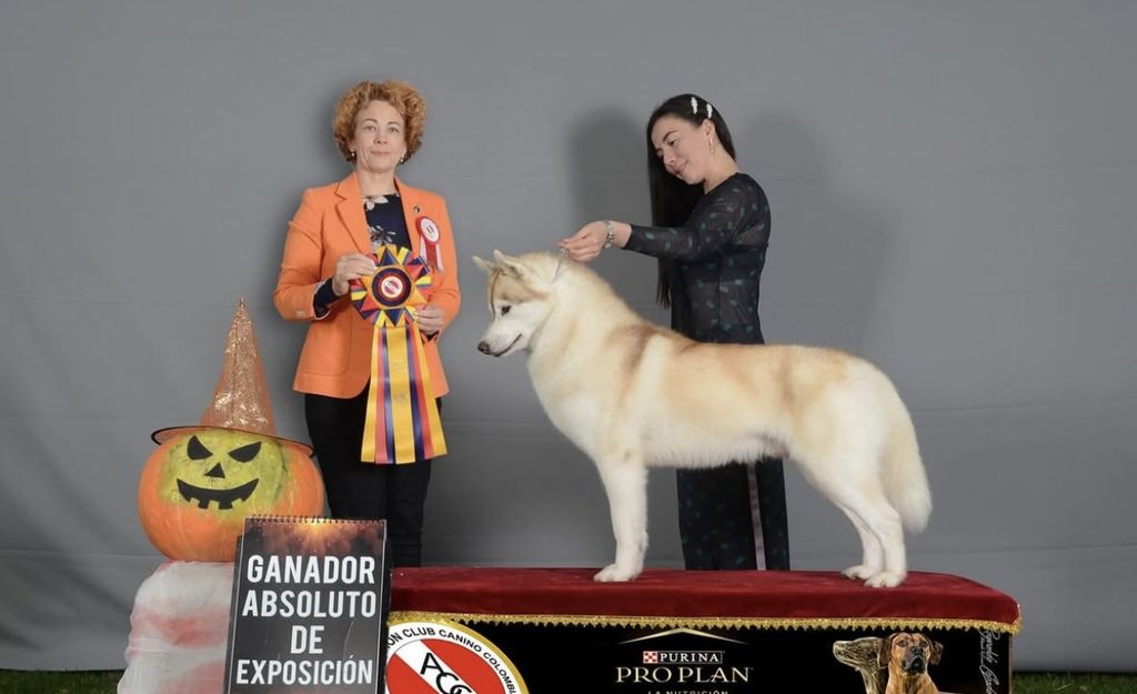 Photo of Antara Semper Chilango