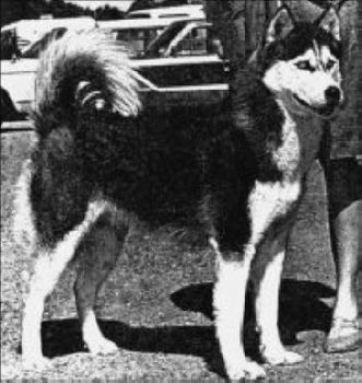 Photo of Chifa Of The Midnight Sun